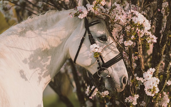 Hotel Reiters Finest Family - Lipizzaner next to a flowering shrub