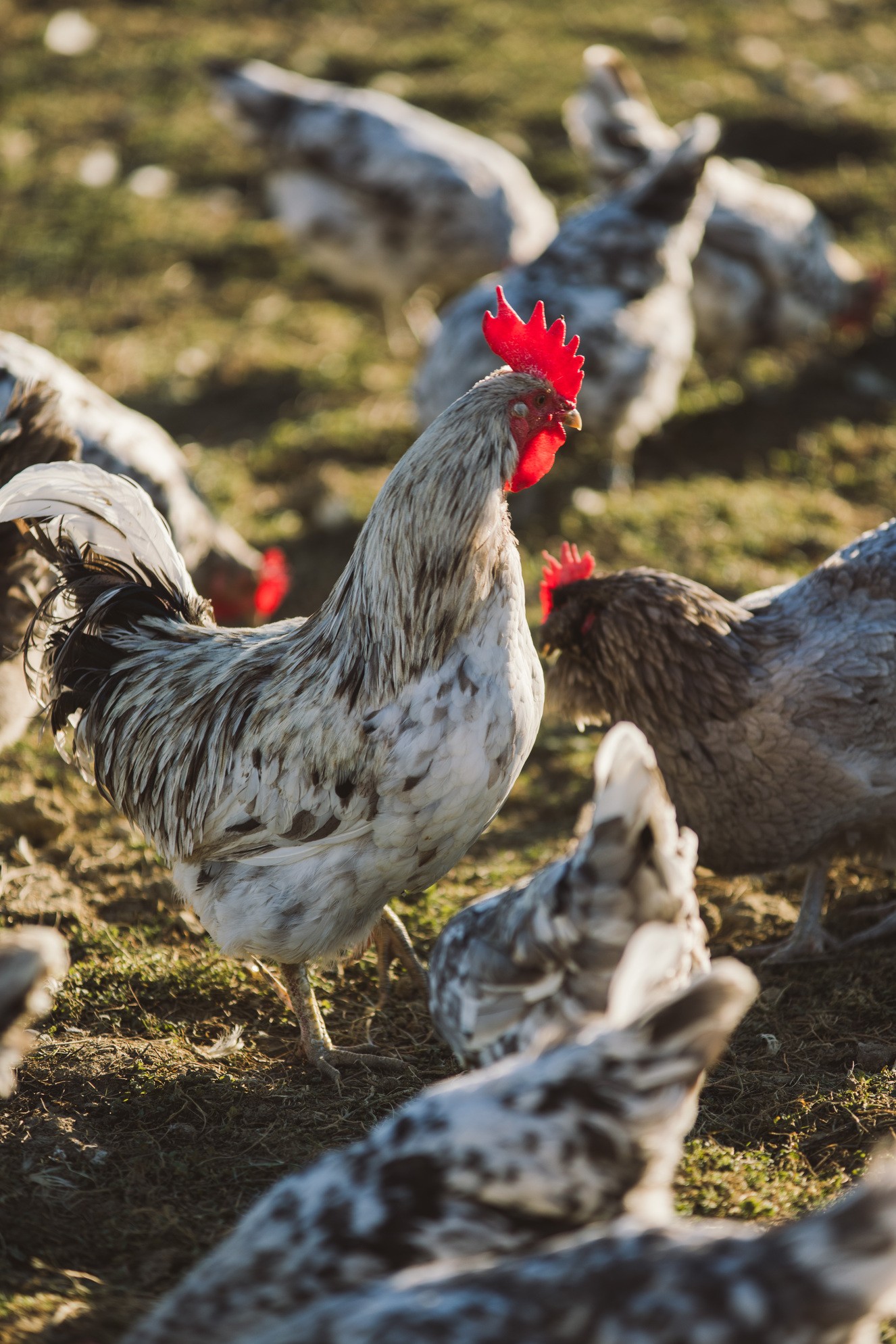 Hotel Reiters Finest Family - Rooster stands in the middle of a flock of chickens