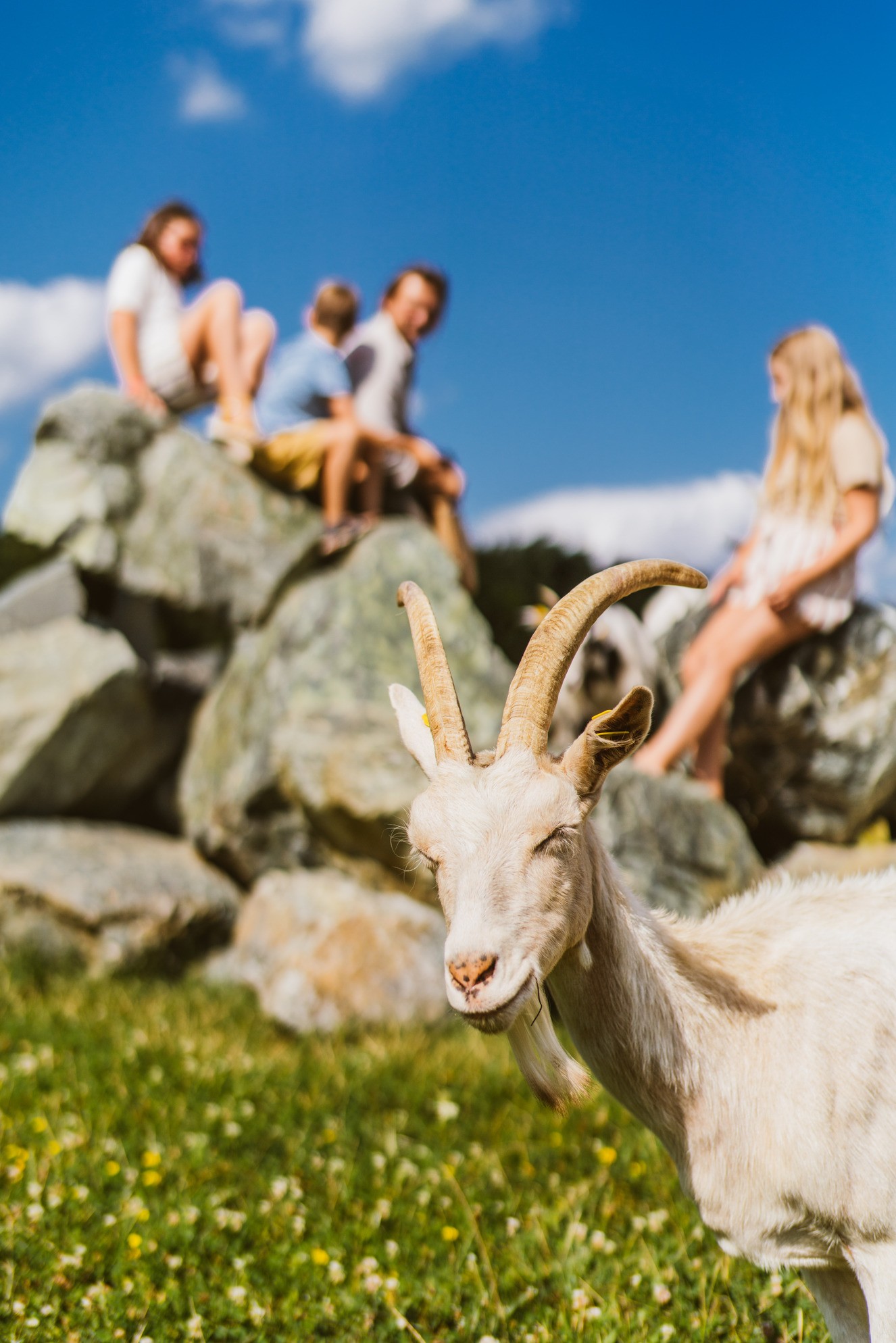 Hotel Reiters Finest Family - Ziege blickt neugierig in die Kamera und im Hintergrund sitzt eine Familie auf große Steine