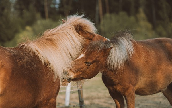 Hotel Reiters Finest Family - Horse variety at Reiters