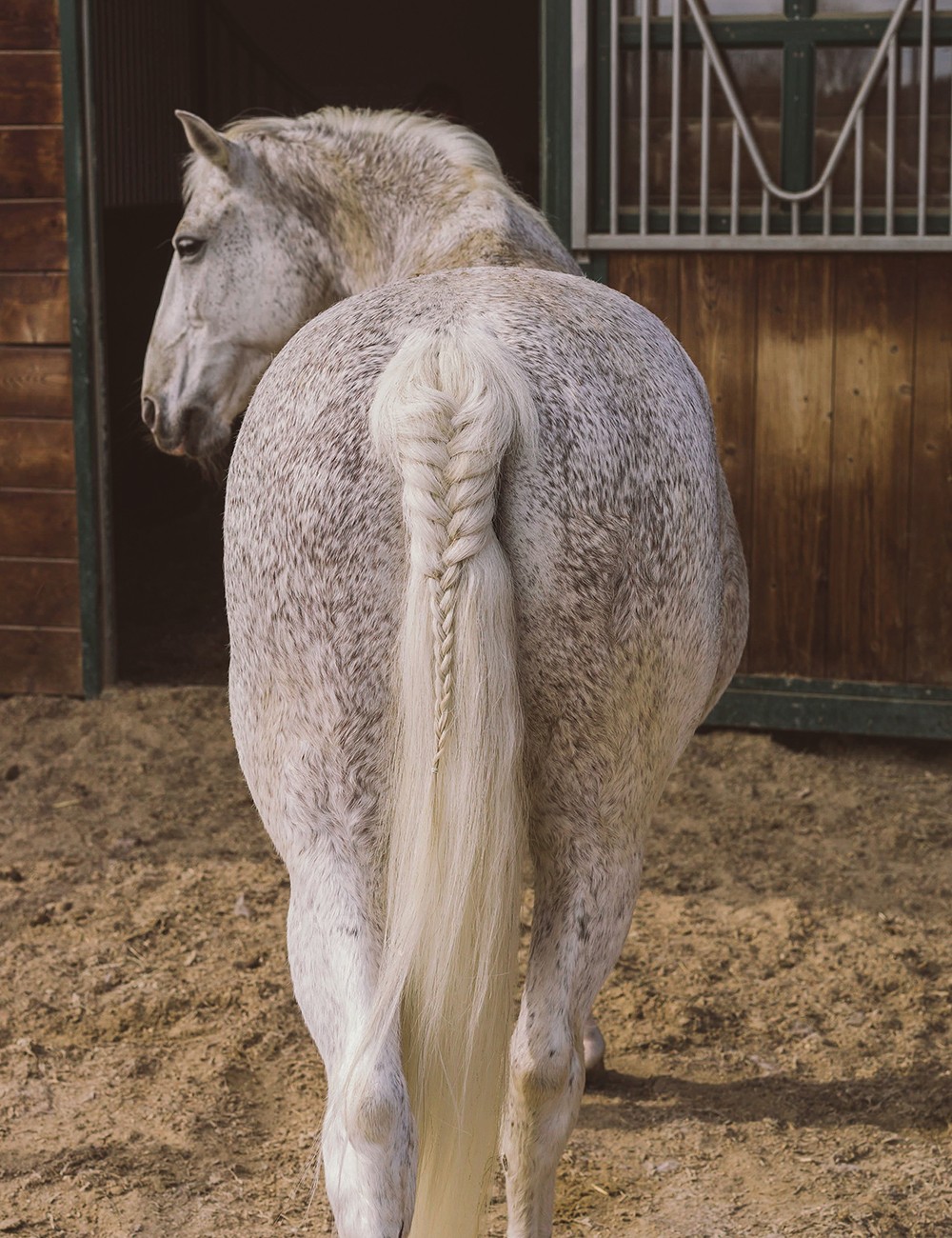 Hotel Reiters Finest Family - Lipizzaner in the stable