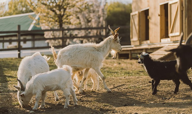 Hotel Reiters Finest Family - goat family