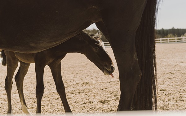 Hotel Reiters Finest Family - Lipizzaner Fohlen zeigt die Zunge